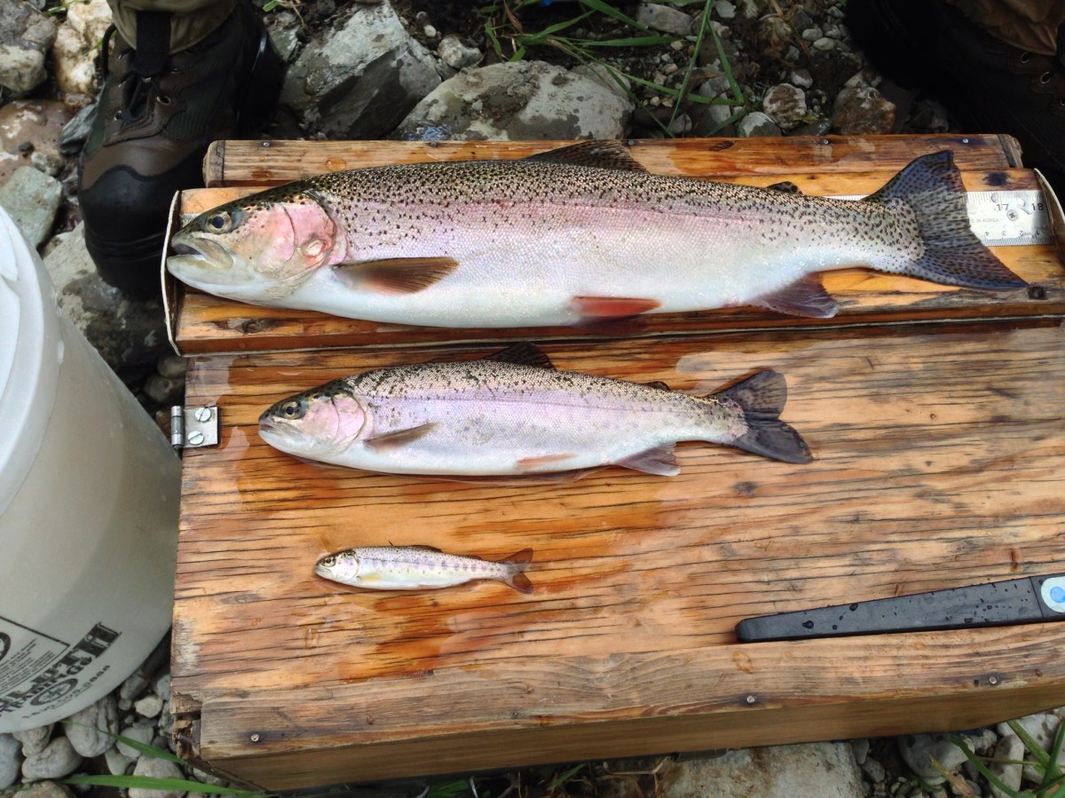 Various age classes now present