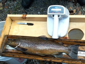 Big brown with radar tag implant 2003