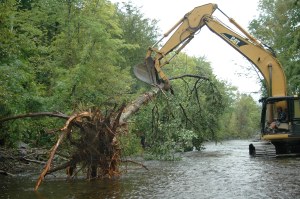 Big tree - for Twin Rivers project